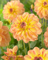 Happy Go Lucky Dahlia