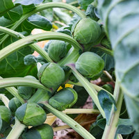 Brussels Sprouts Seeds