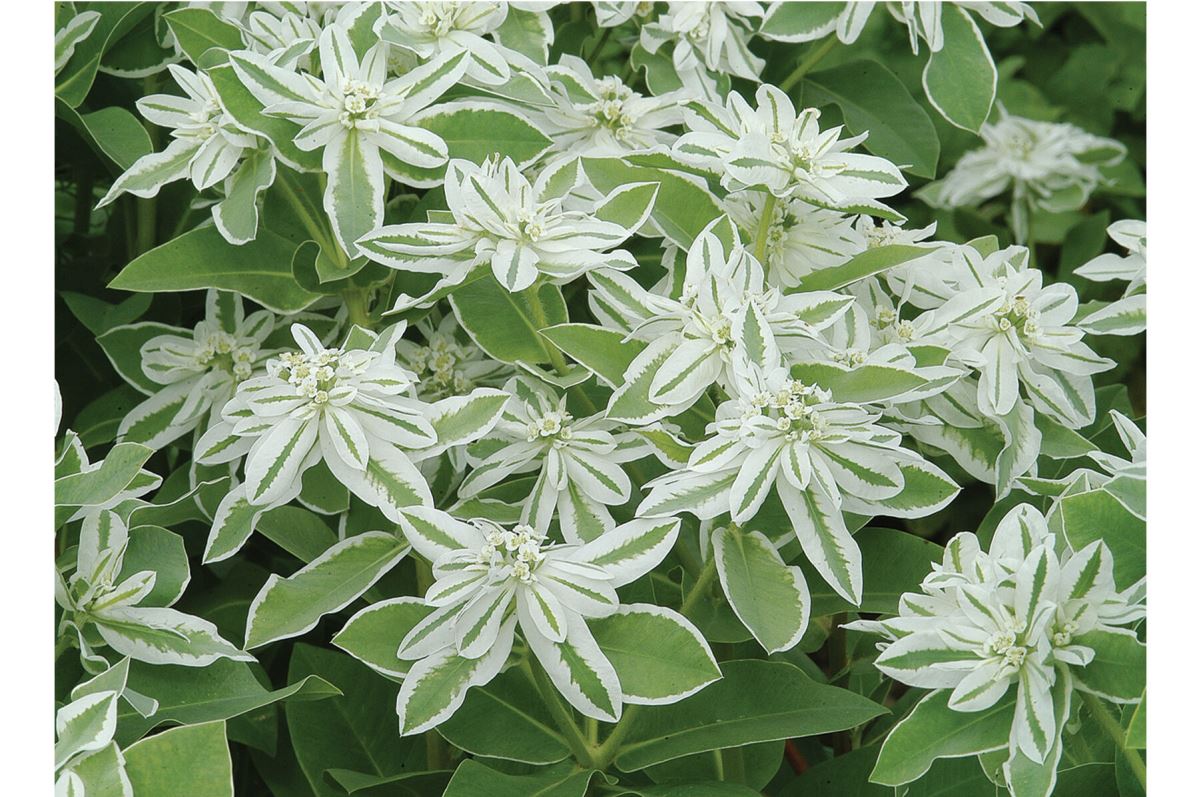 Mountain Snow – Euphorbia Seed