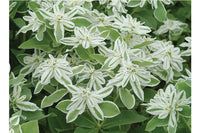 Mountain Snow – Euphorbia Seed