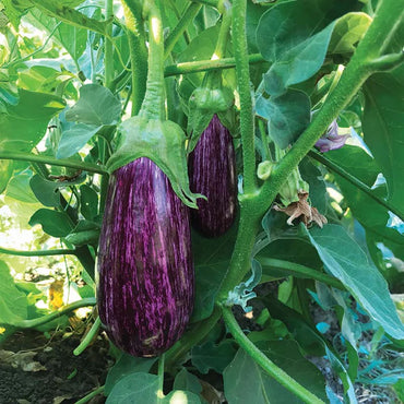Nubia – Eggplant Seed