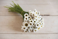 Pierrot White – Helipterum Seed