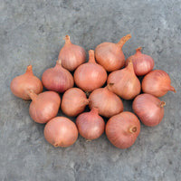 Matador – Organic Shallot Seed