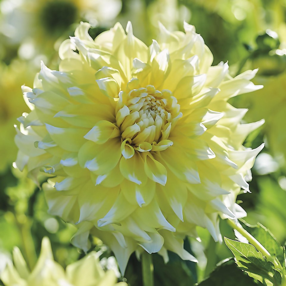 Grand Prix Dahlia