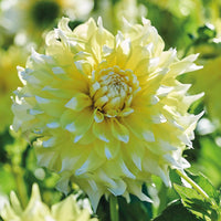 Grand Prix Dahlia