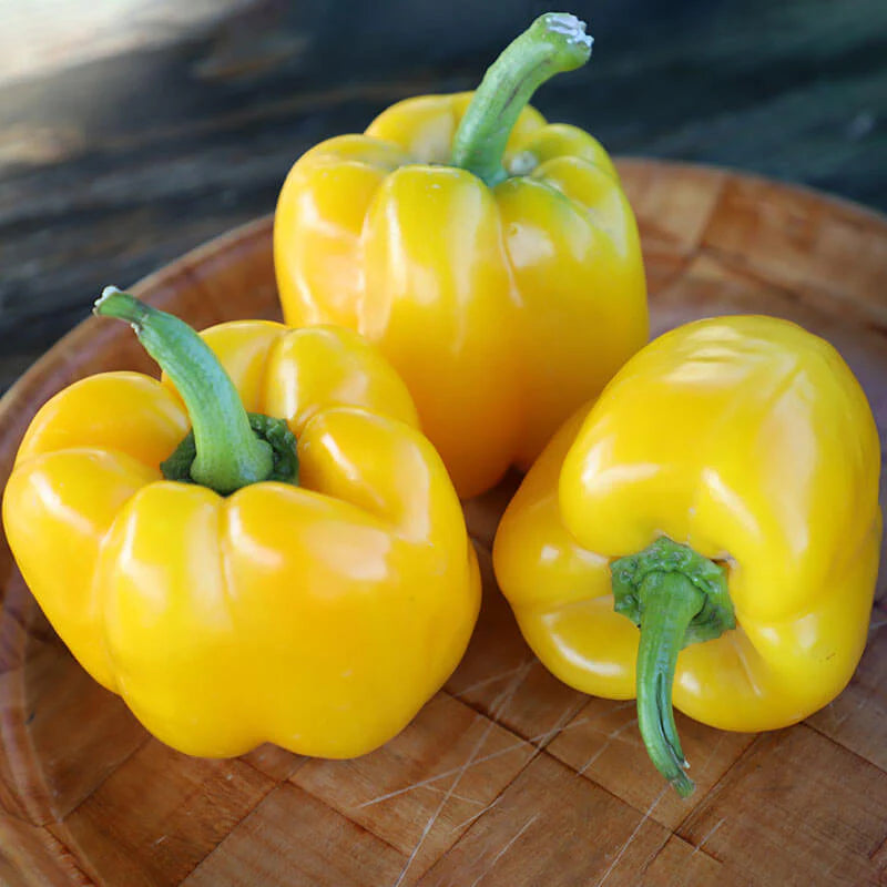 SVPB8415 – Bell Pepper Seed