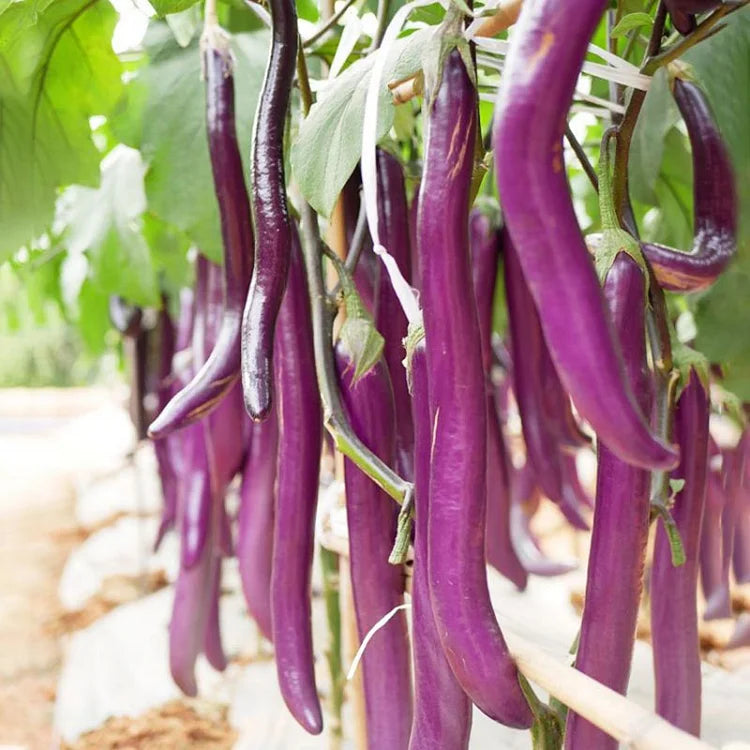 Long Slender Eggplant Seeds