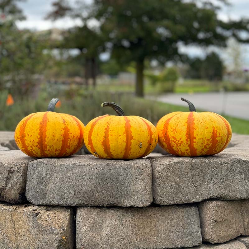 Blaze – Treated Pumpkin Seed