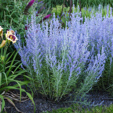 Blue Jean Baby Russian Sage