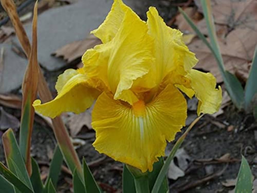 Pleasant Peasant Reblooming Bearded Iris