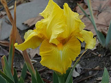 Pleasant Peasant Reblooming Bearded Iris