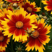 Solar Jewel Coreopsis