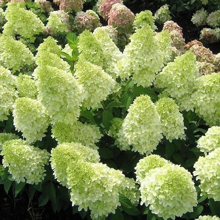 Hydrangea Flowers Seeds - Mixed Color