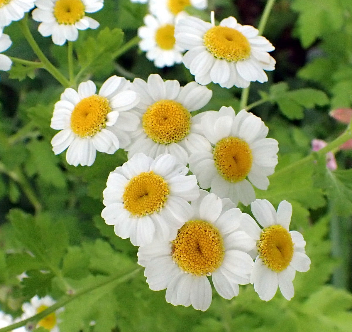 Feverfew- Tall Single White