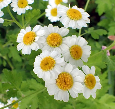 Feverfew- Tall Single White