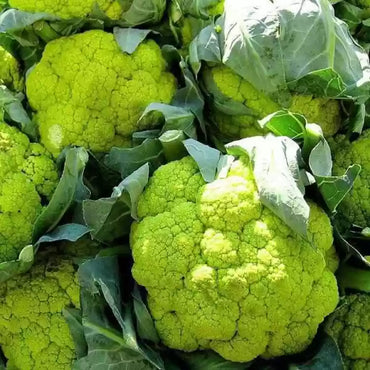Puntoverde AKA 26-701 – Cauliflower Seed