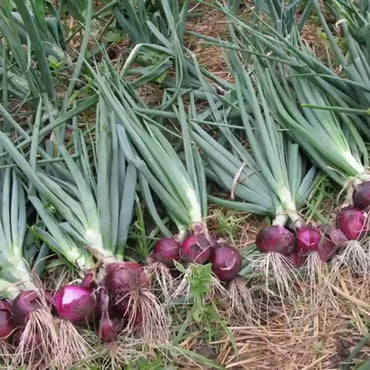 Onion- Amposta Purple