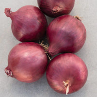 Cabernet – Organic Onion Seed