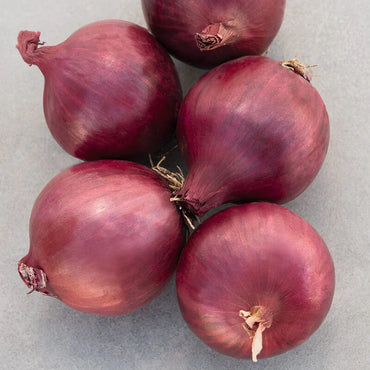 Cabernet – Organic Onion Seed