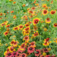 Gaillardia- Single Flowered Mix