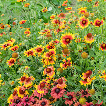 Gaillardia- Single Flowered Mix