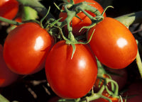 Favorita – Tomato Seed