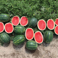 Cracker Jack – Organic Watermelon Seed