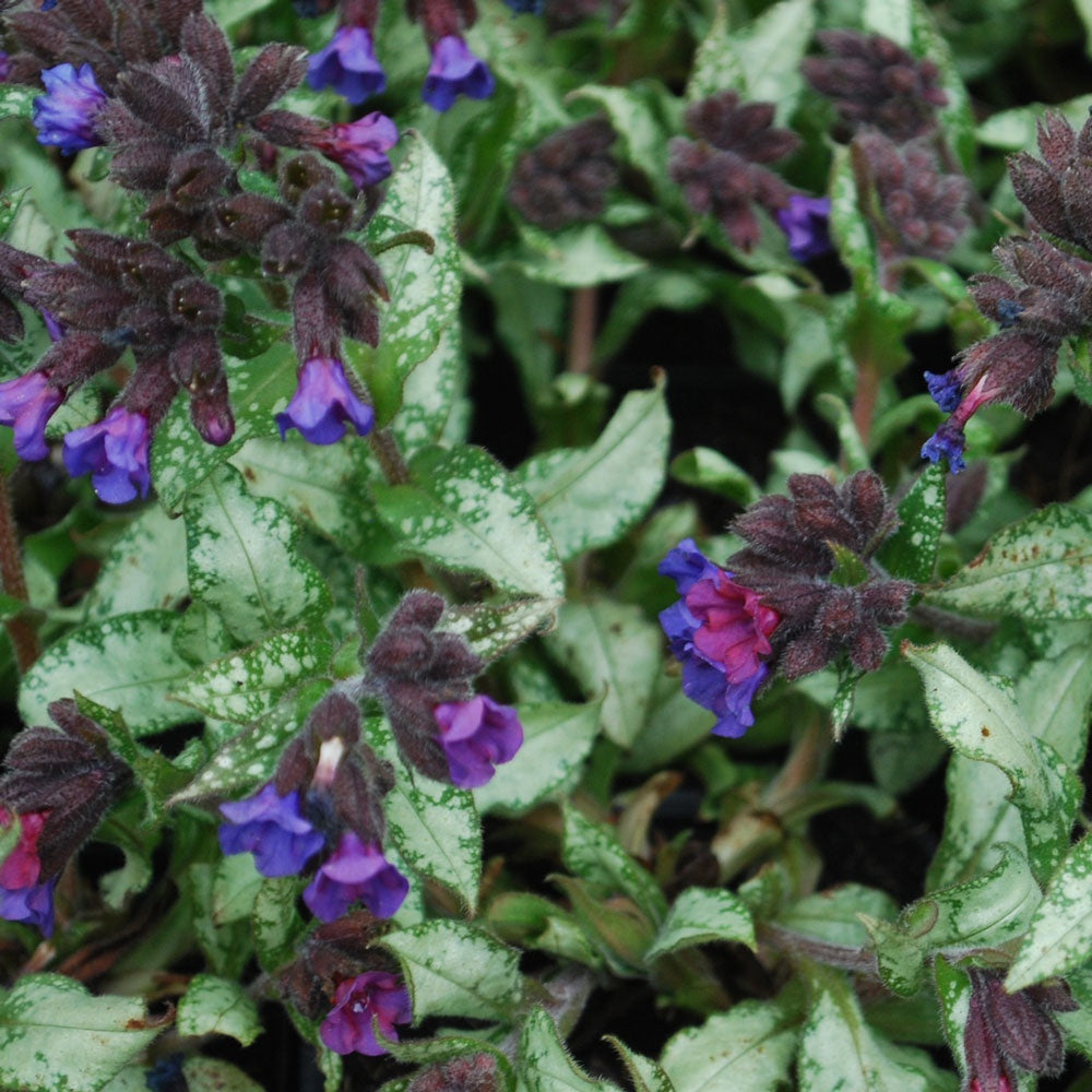 Diana Clare Lungwort