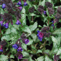 Diana Clare Lungwort