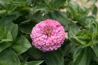 Benary’s Giant Bright Pink – Zinnia Seed