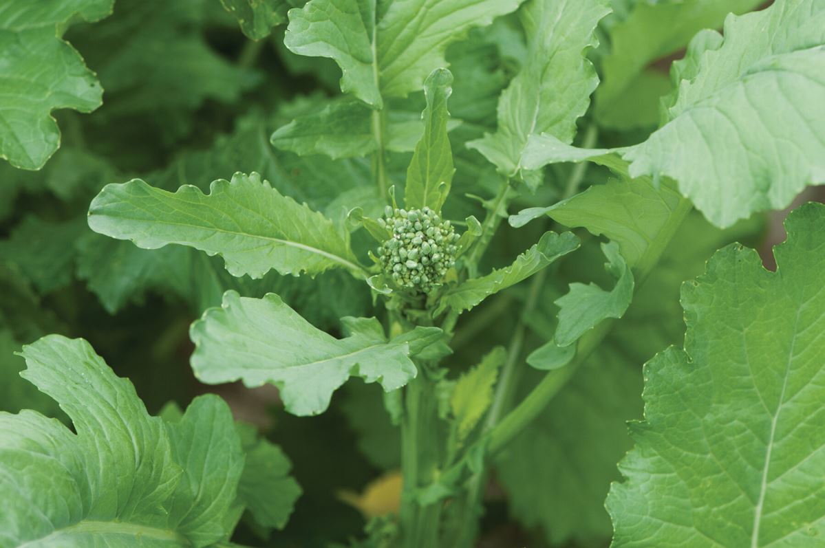 Spring Raab – Broccoli Seed