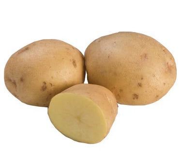 Satina – Seed Potatoes