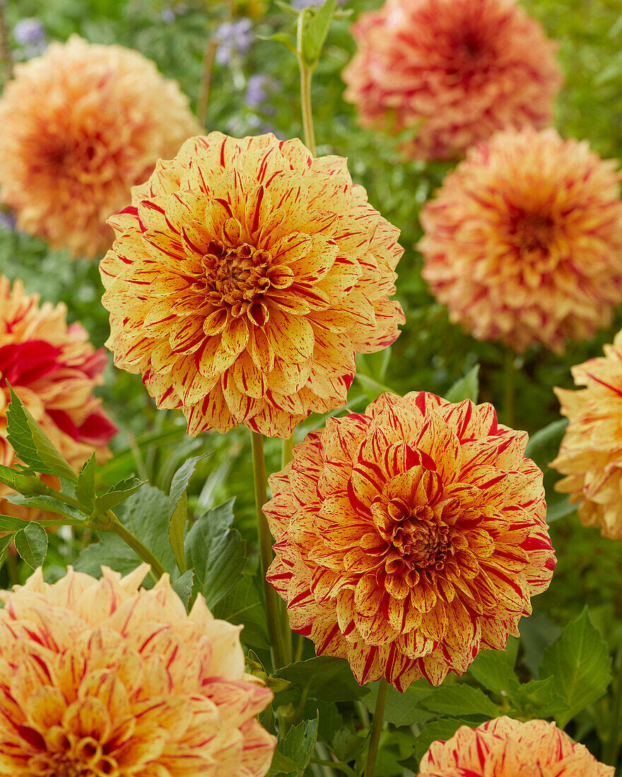 Painted Madam Dahlia