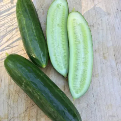 Olympian – Treated Cucumber Seed