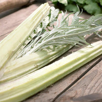 Porto Spineless – Cardoon Seed