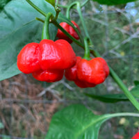 Chilli- Scotch Bonnet Red