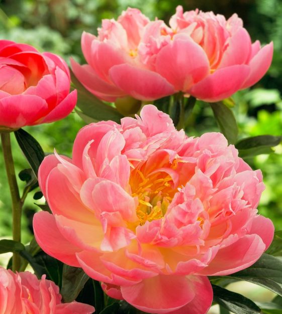 Pink Hawaiian Coral Peony
