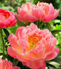 Pink Hawaiian Coral Peony