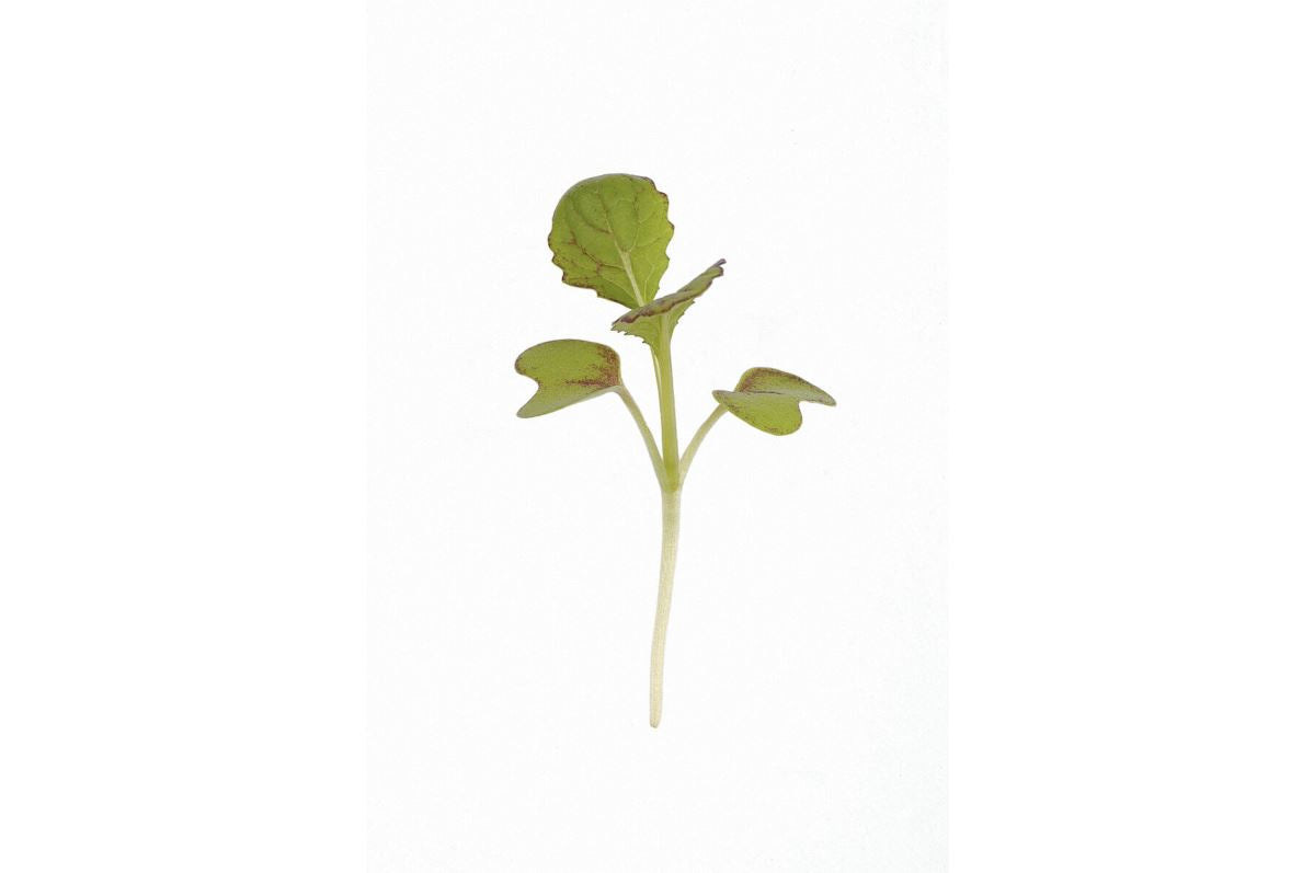 Mustard, Red Giant Organic Microgreen Seed