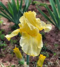 Pleasant Peasant Reblooming Bearded Iris