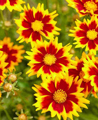 Solar Jewel Coreopsis