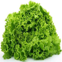 Lettuce Butter Head Green Vegetable Seeds