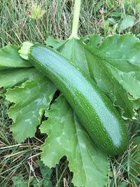 Green Machine – Organic Zucchini Squash Seed