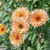 Calendula- Orange Flash
