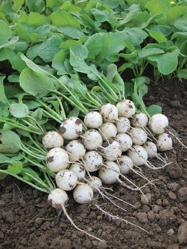 Pearl – Organic White Radish Seeds