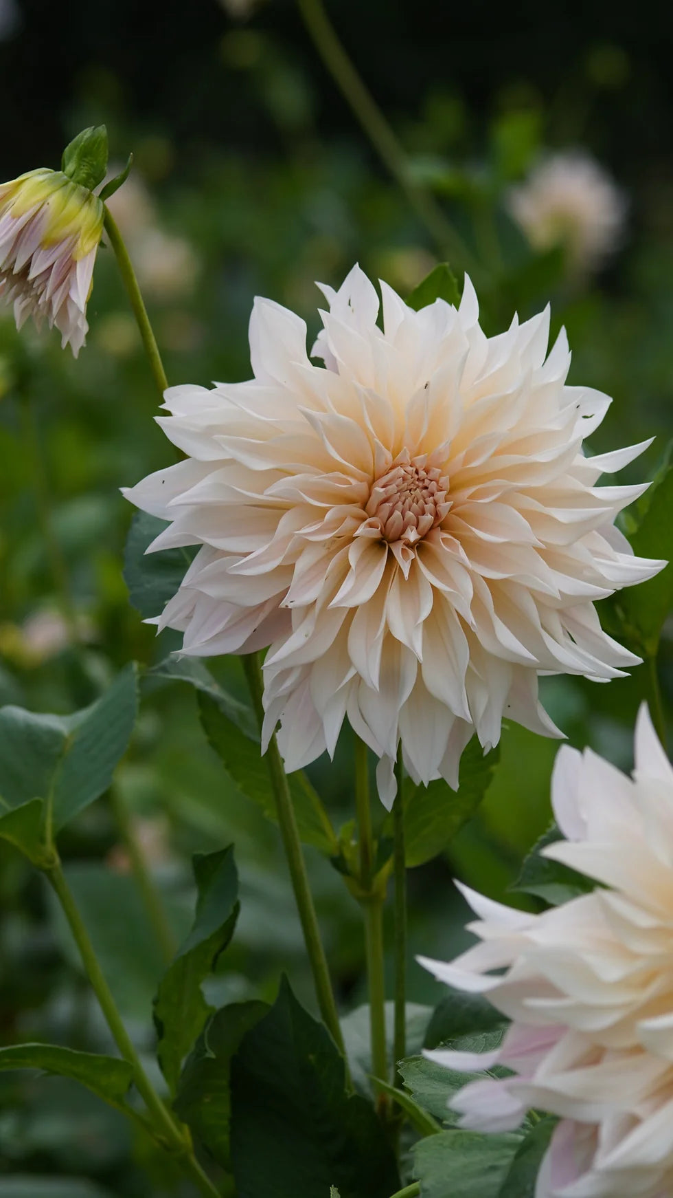 Café au Lait Dahlia