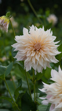 Café au Lait Dahlia