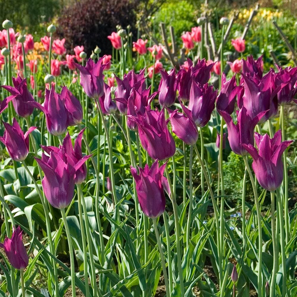 Purple Dream Tulip Seeds