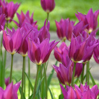 Purple Dream Tulip Seeds