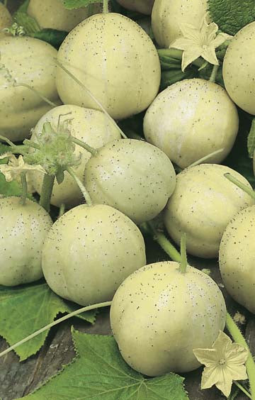 Cucumber- Crystal Apple